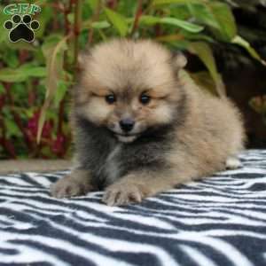 Tate, Pomeranian Puppy